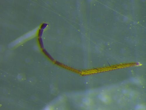 Lonchoptera bifurcata